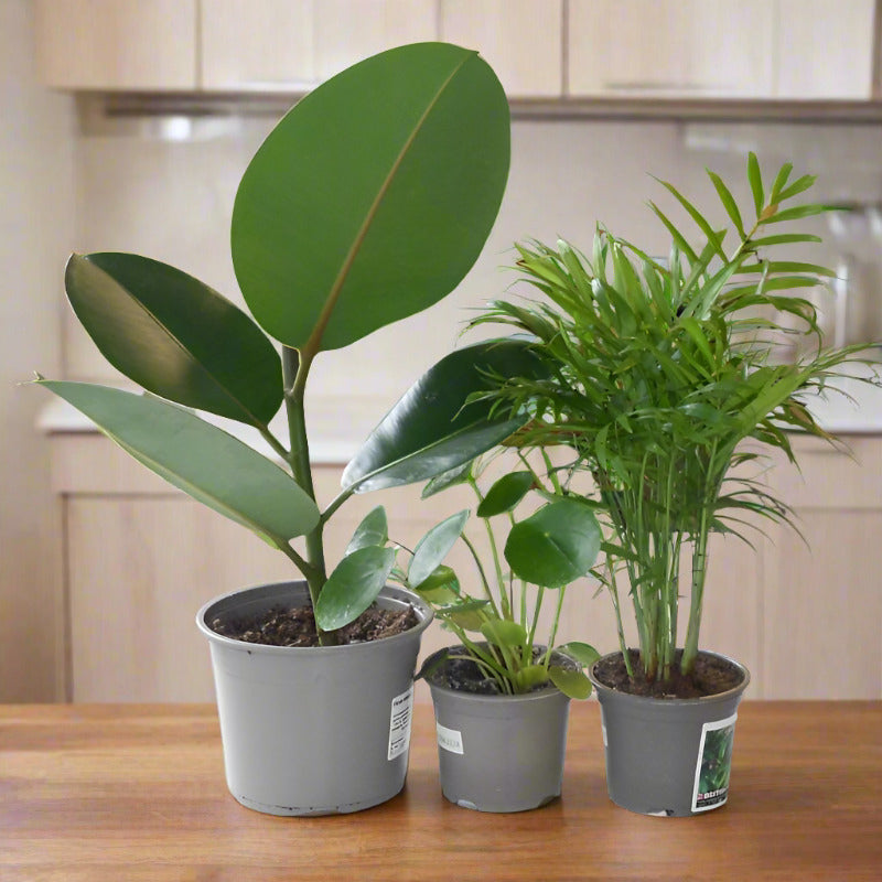 Set of 3 Thank You Teacher Indoor Plants