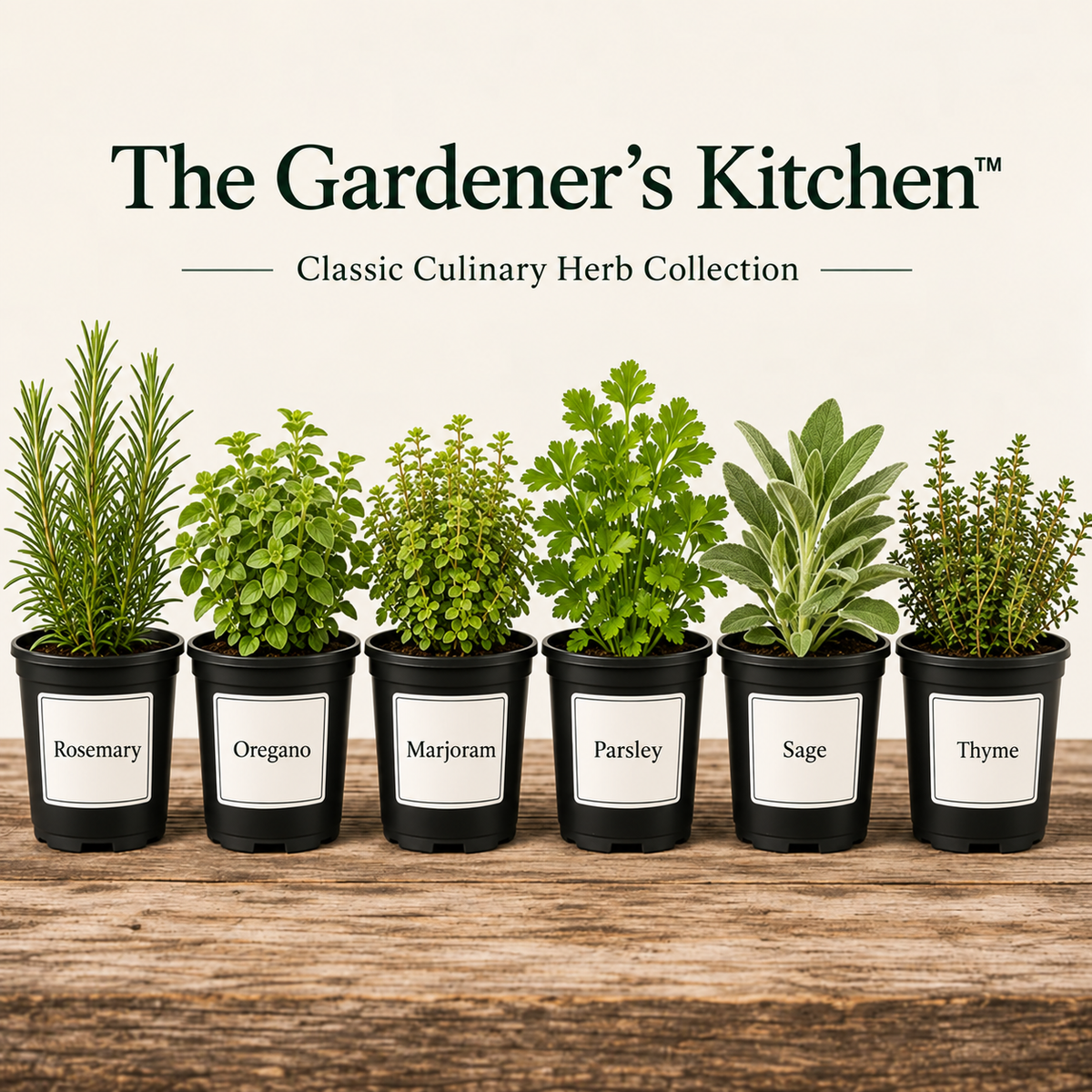 The Gardener's Kitchen – 6 Culinary Herb Plants UK