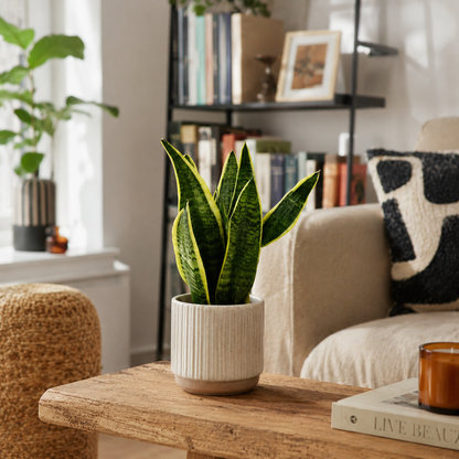 Snake Laurentii Indoor Houseplant