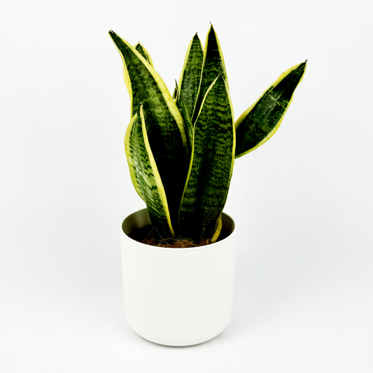 Snake Laurentii Indoor Houseplant 14cm