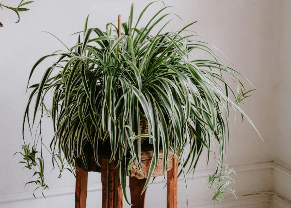 Spider plant care & varieties.