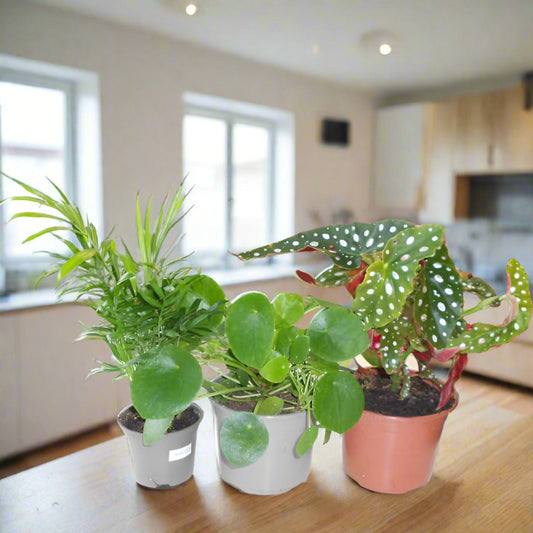 Set of 3 Indoor Plants For Teachers