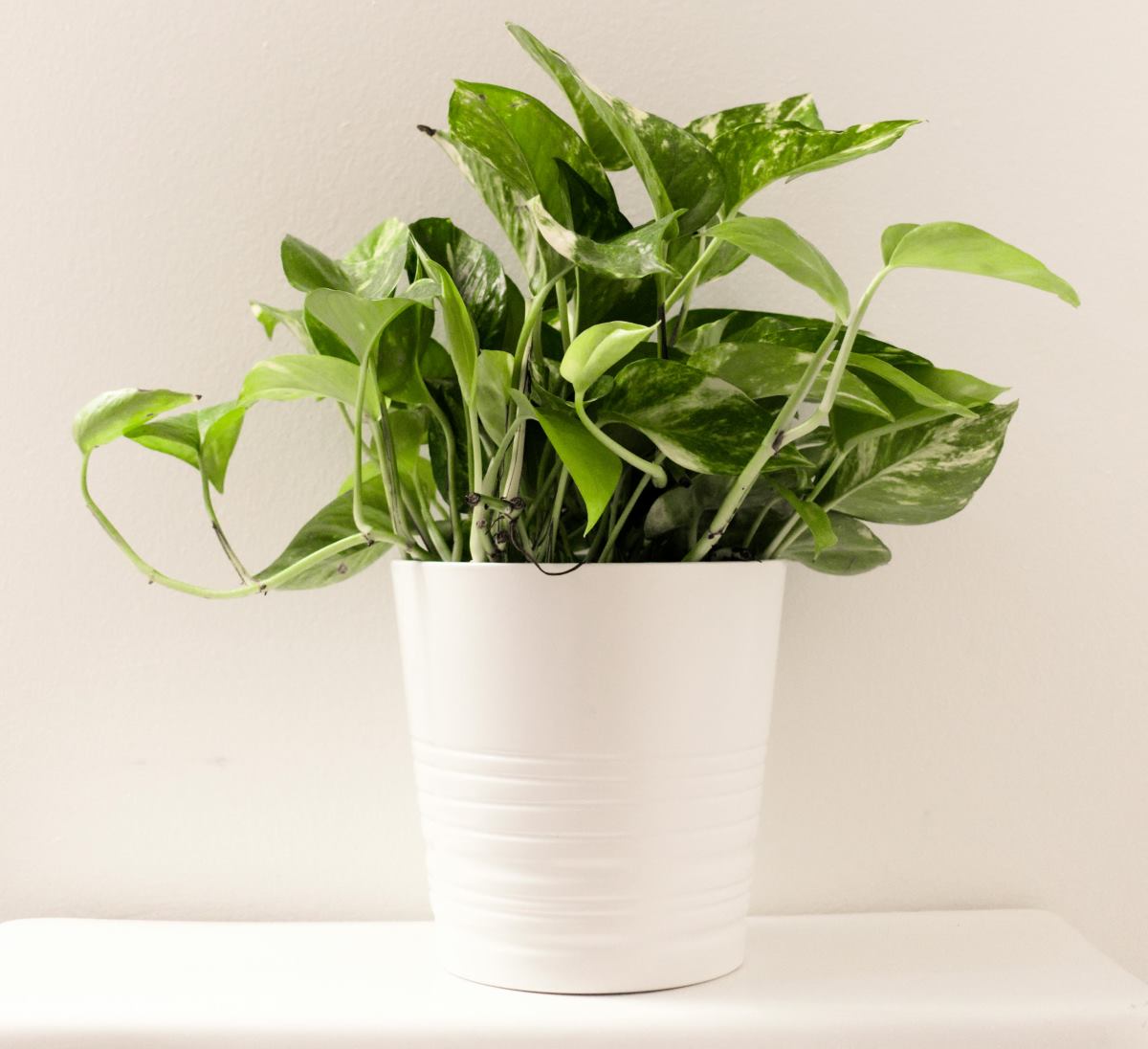 Thank You Teacher Plant Gift | Small Indoor Plants