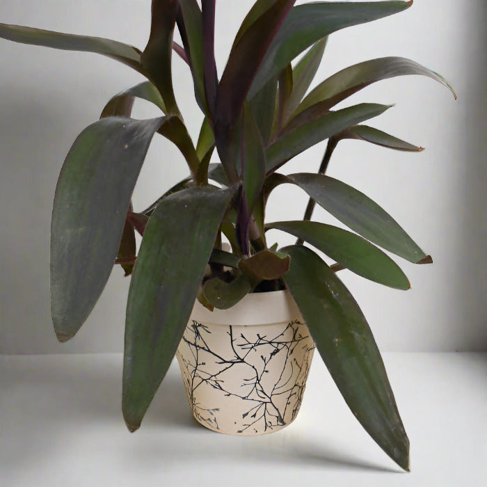 Tradescantia Pallida in a bamboo pot