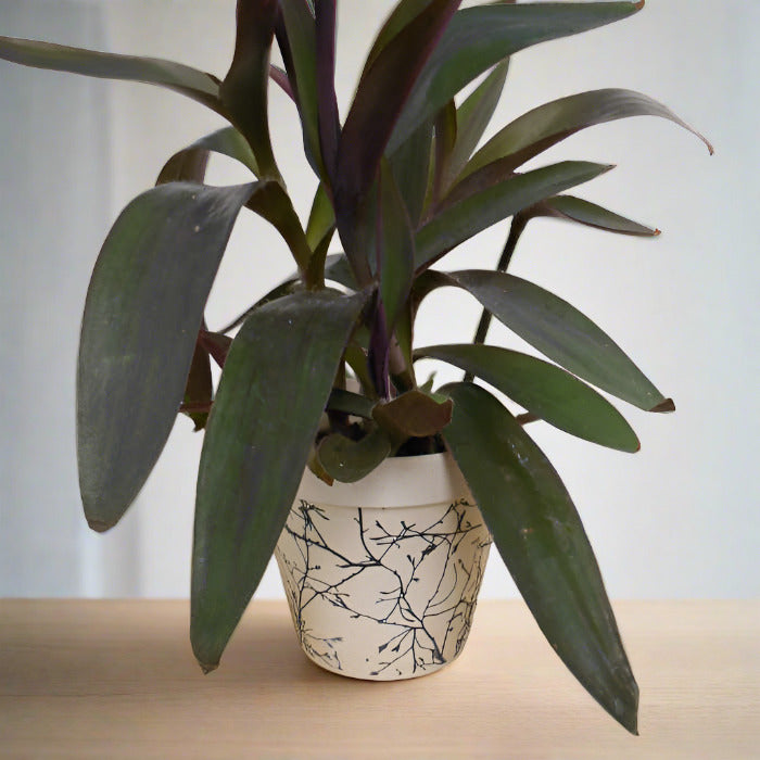 Purple heart spiderwort houseplant in a bamboo pot