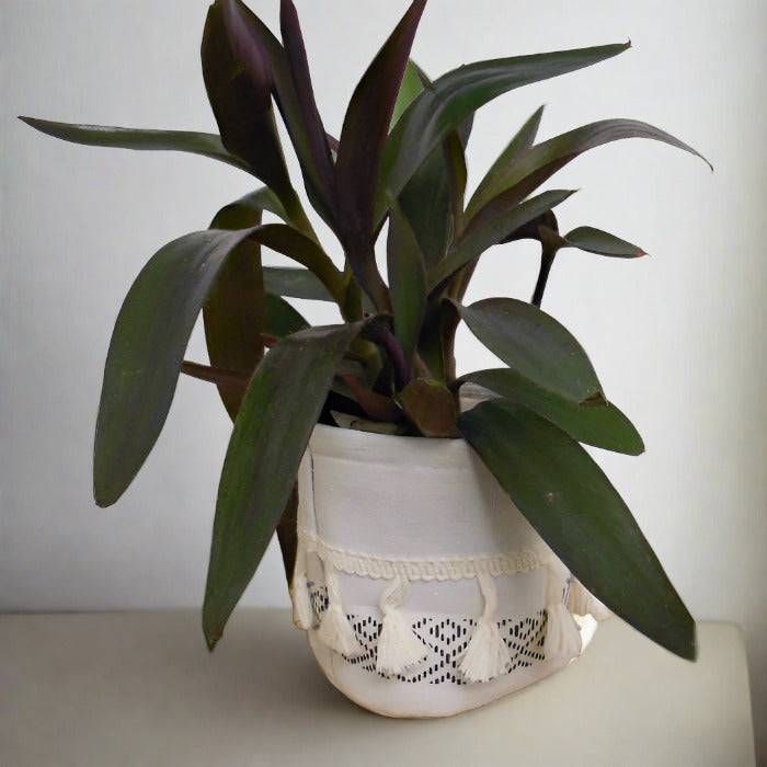 Tradescantia Pallida in a cotton plant pot