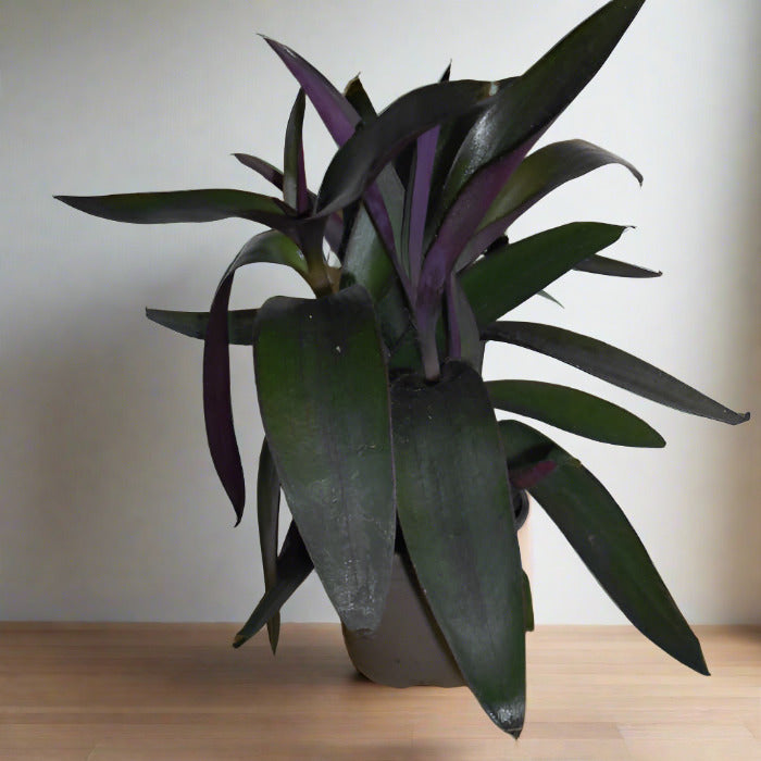 Purple heart spiderwort houseplant in a nursery pot