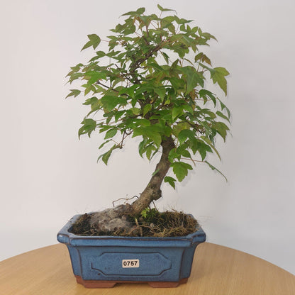 Trident Maple Bonsai Tree - In 20cm Pot - Informal Style