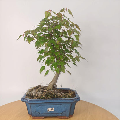 Trident Maple Bonsai Tree - In 20cm Pot - Informal Style