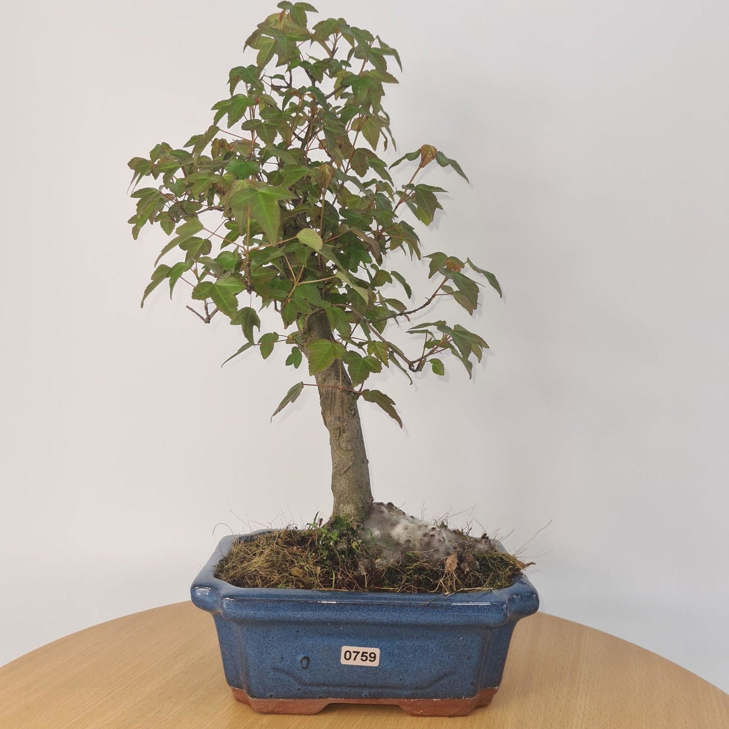 Trident Maple Bonsai Tree - In 20cm Pot - Informal Style