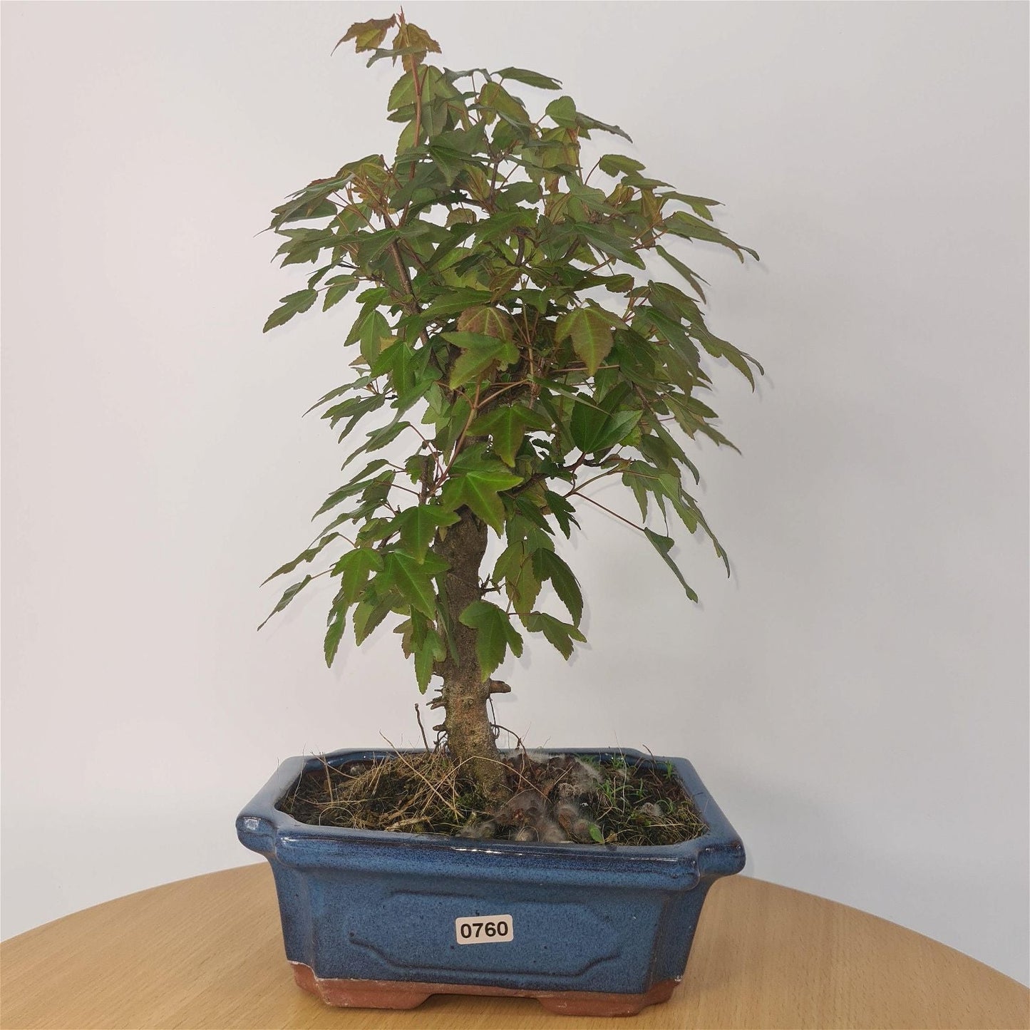 Trident Maple Bonsai Tree - In 20cm Pot - Informal Style