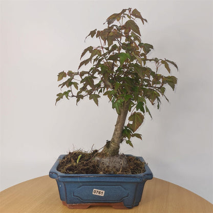 Trident Maple Bonsai Tree - In 20cm Pot - Informal Style