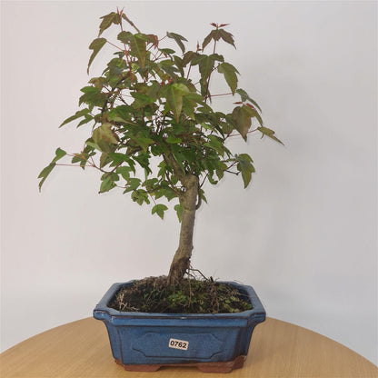 Trident Maple Bonsai Tree - In 20cm Pot - Informal Style