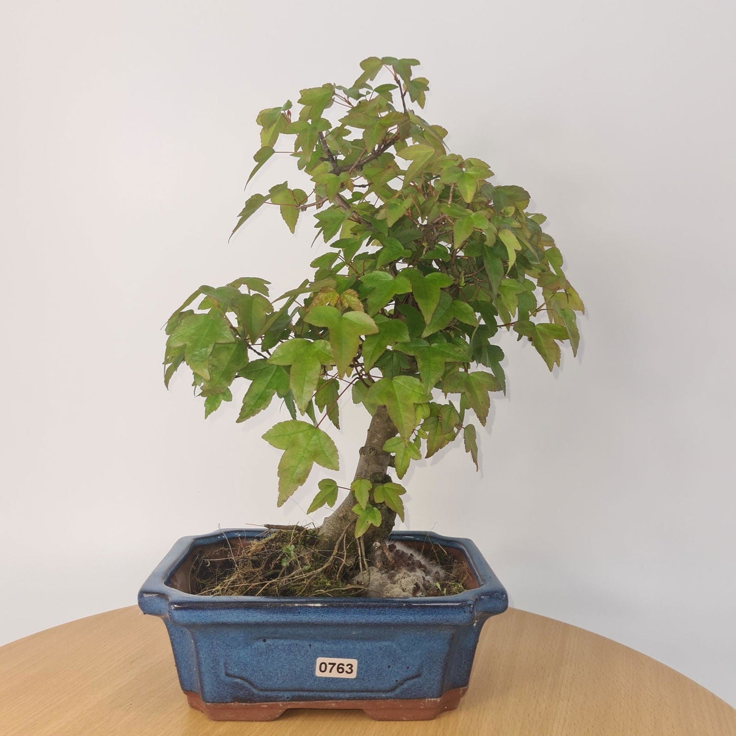 Trident Maple Bonsai Tree - In 20cm Pot - Informal Style