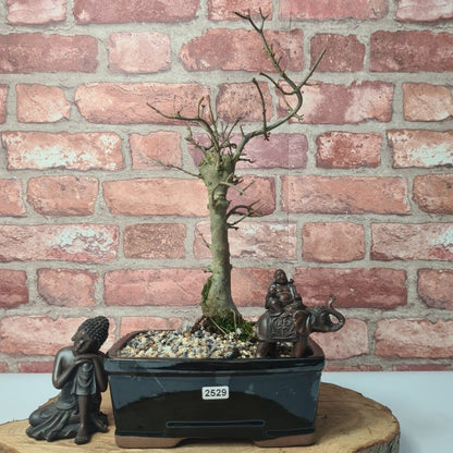 Trident Maple Bonsai Tree - In 20cm Pot - Informal Style