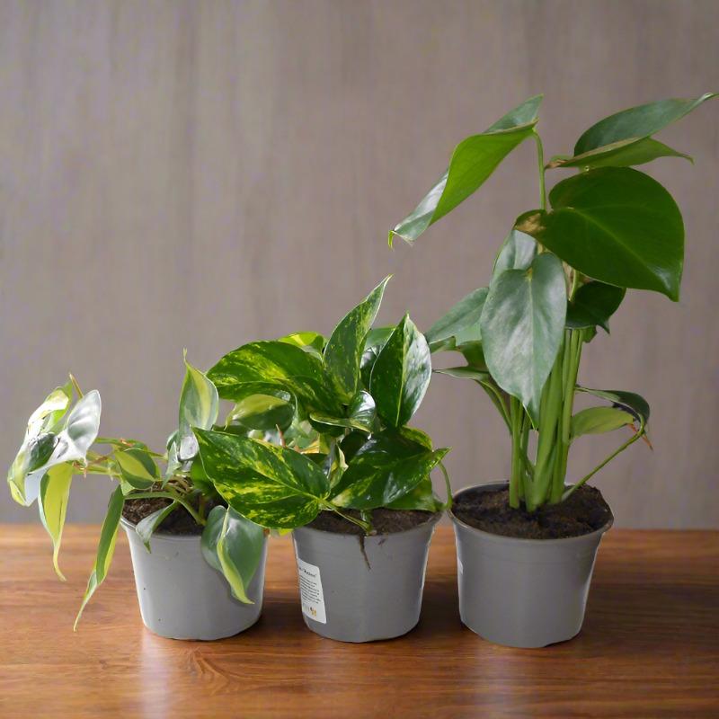 Trio of Climbing House Plants