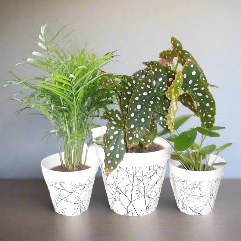 Trio of Congratulations House Plants with Pots