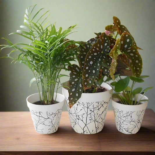 Trio of Congratulations Houseplants with Pots