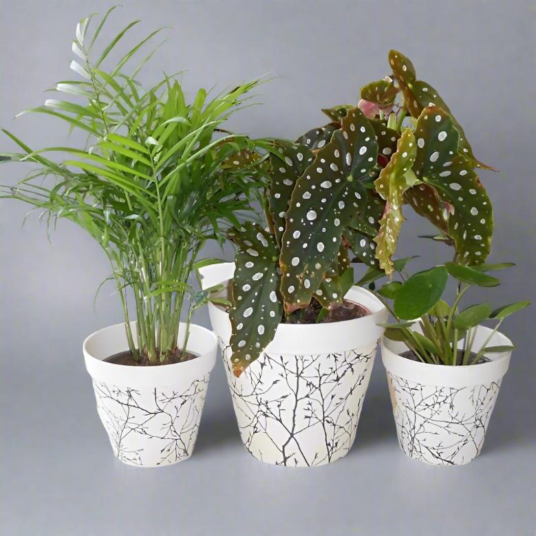 Trio of Good Luck House Plants with Pots