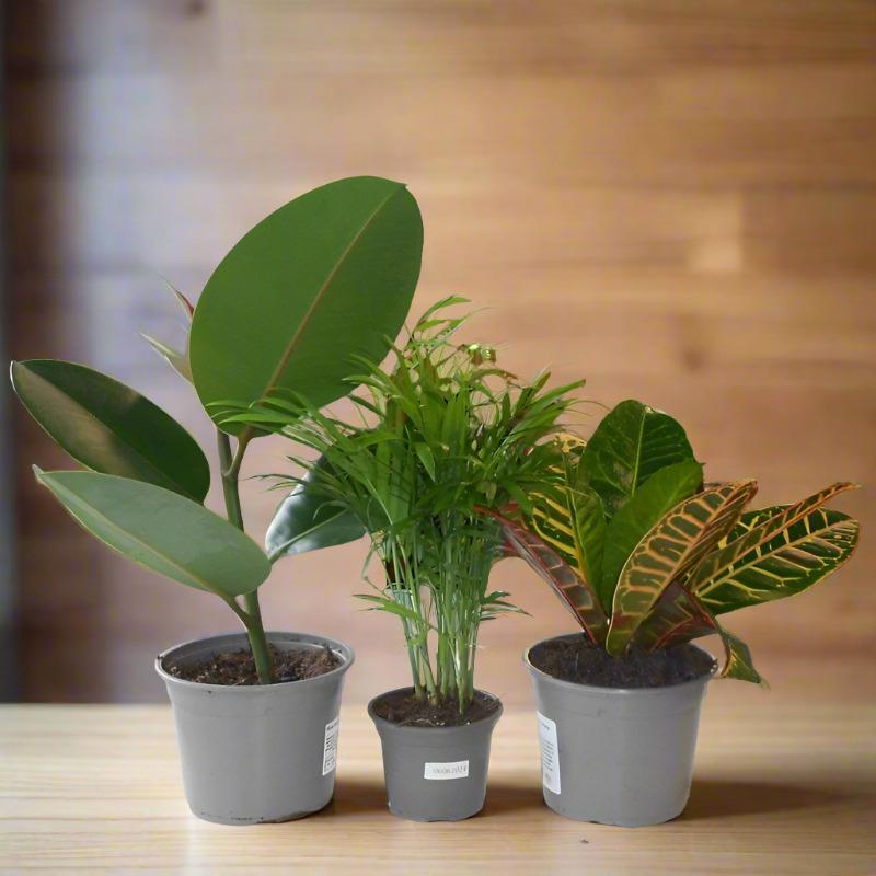 Trio of Houseplants for an Office