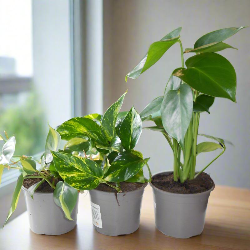 Trio of Indoor Climbing Plants