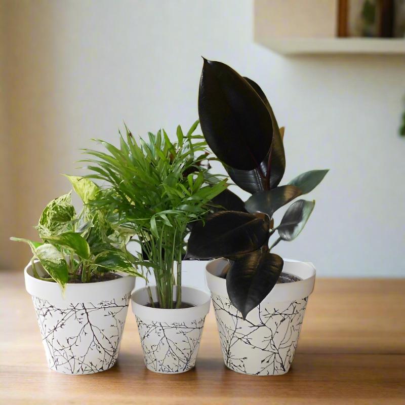 Trio of Low Maintenance Houseplants with Pots