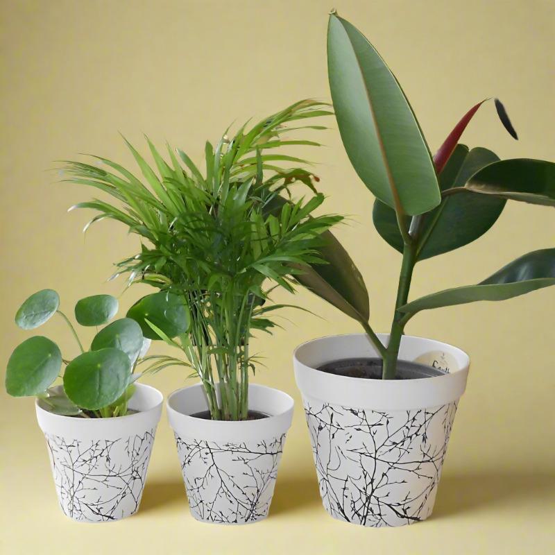 Trio of New Home Indoor Plants with Pots