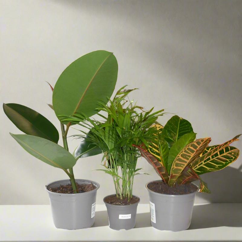 Trio of Plants for an Office