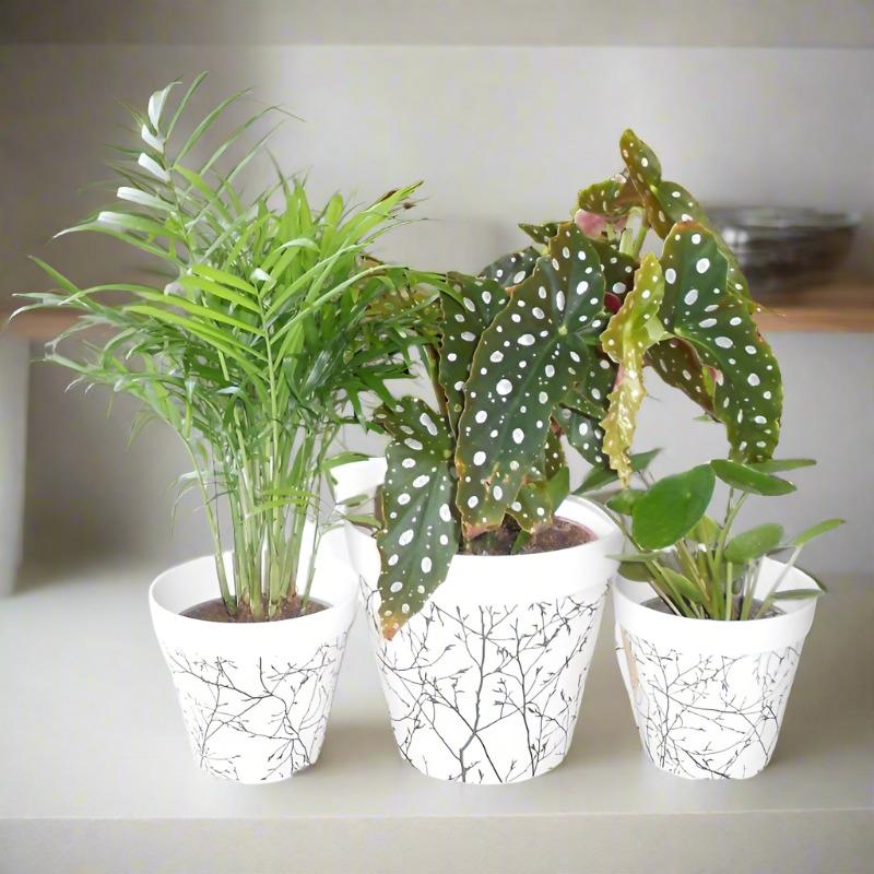 Trio of Thank You House Plants with Pots