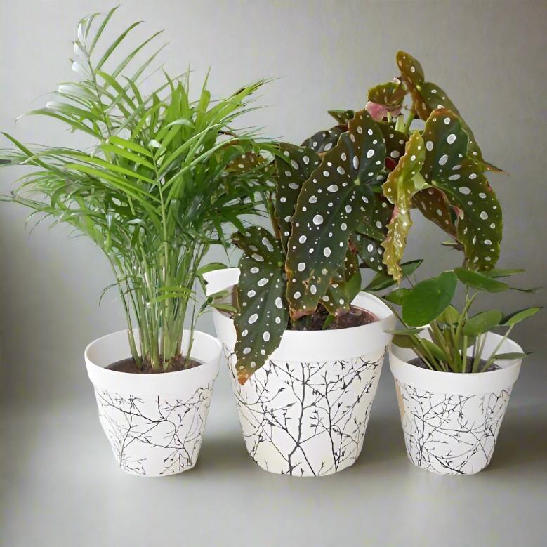 Trio of Thank You Plants with Pots