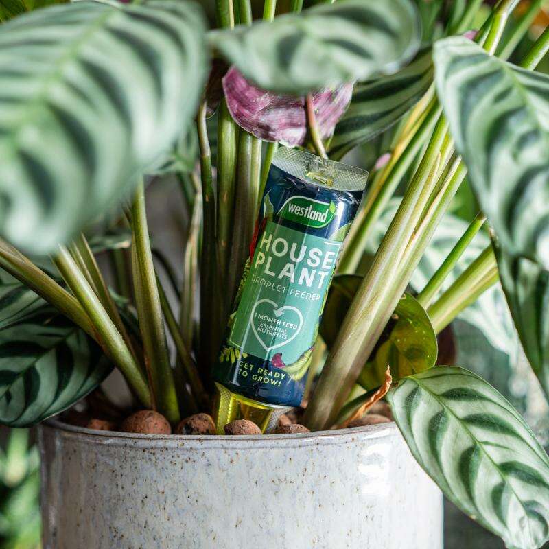 WestlandHouseplantDropletFeeder40mlinuse