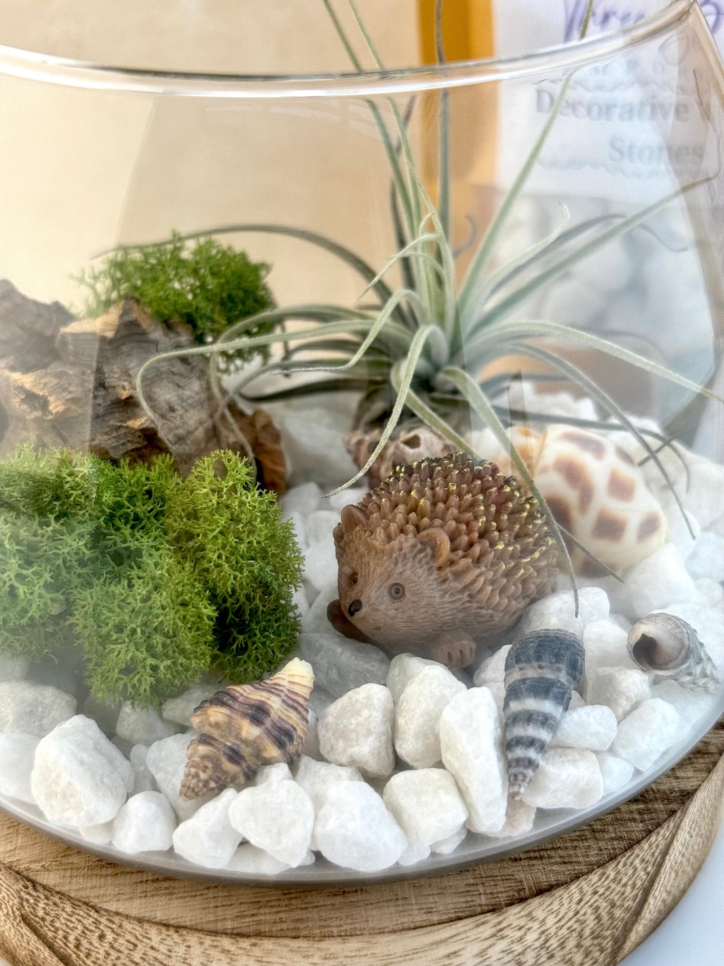 Air Plant Fairy Terrarium