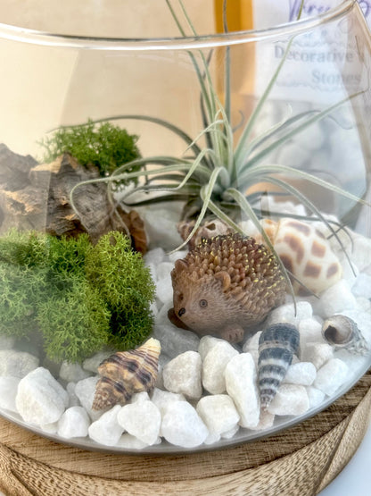 Air Plant Fairy Terrarium