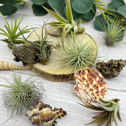 Air Plant Terrarium Kit Geometric