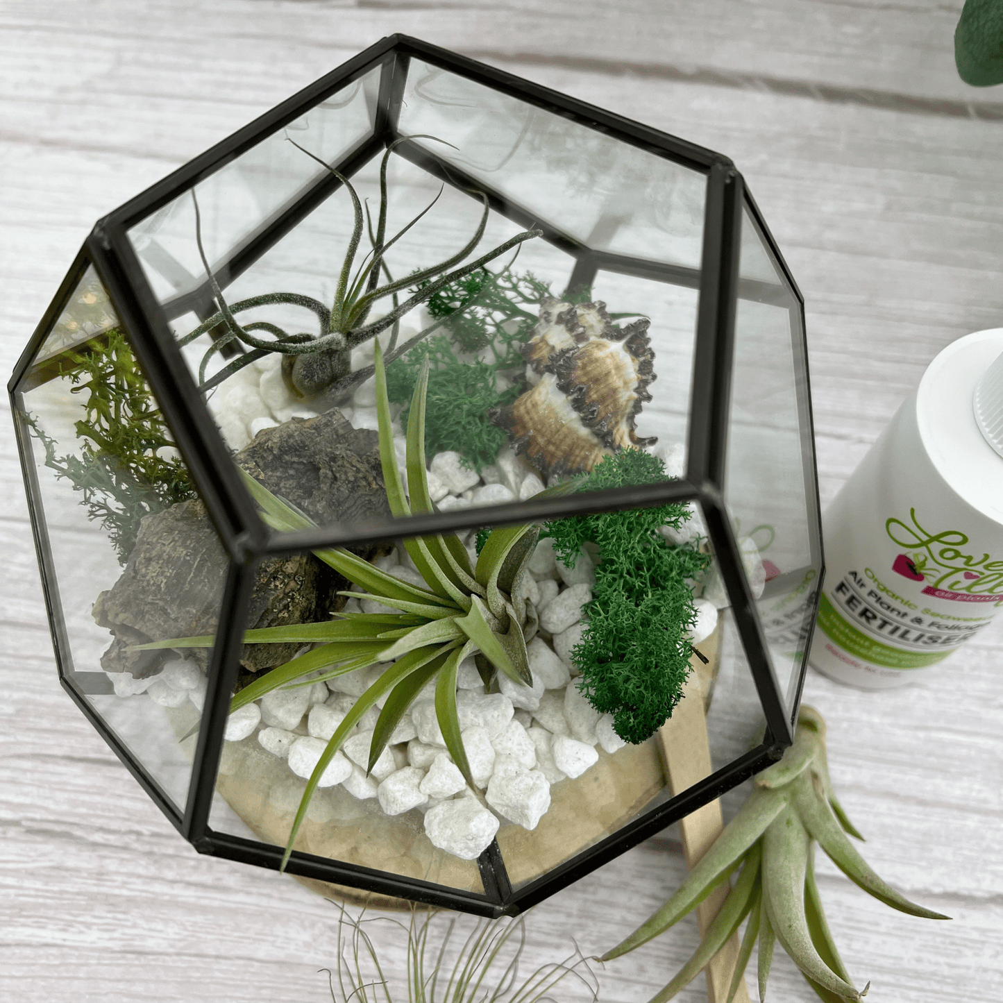 Air Plant Terrarium Kit Geometric