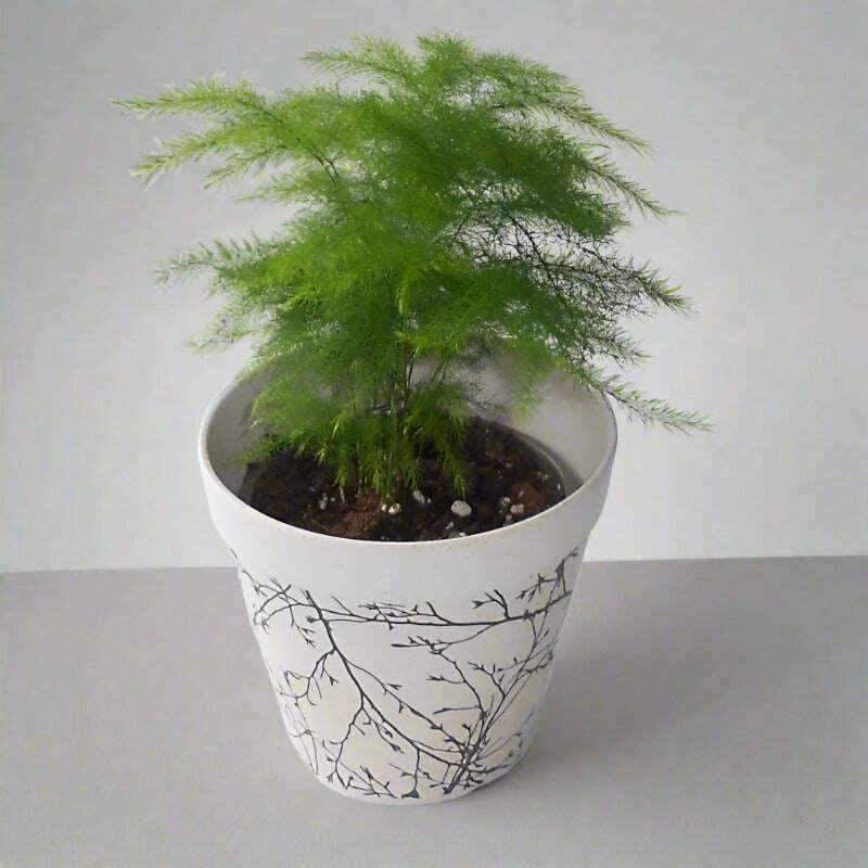 asparagus-setaceus-houseplant-asparagus-plumosus-small-indoor-plants-2dY