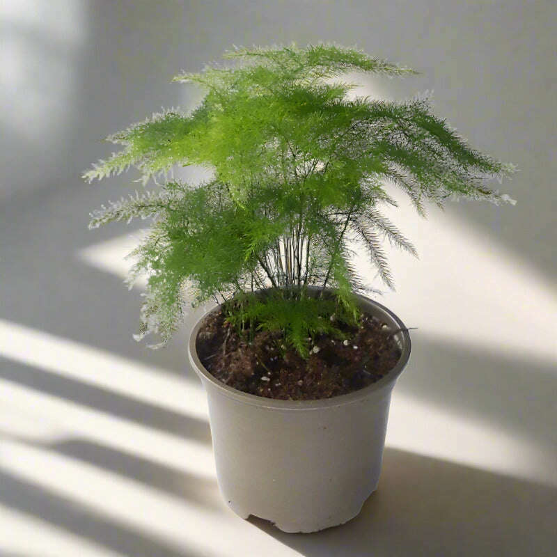 asparagus-setaceus-houseplant-asparagus-plumosus-small-indoor-plants-sg2