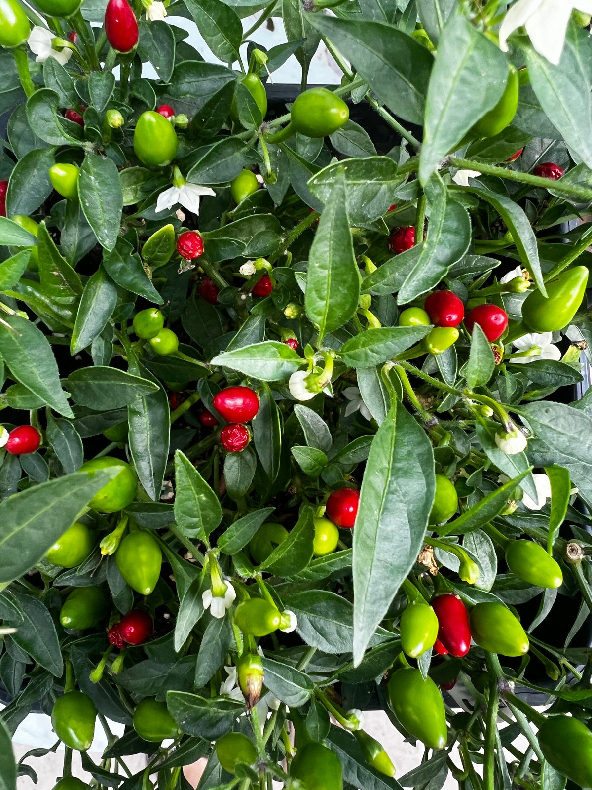 Birds Eye Baby Chilli