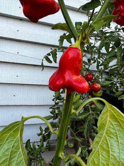 Bishops Crown Chilli