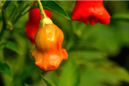 Bishops Crown Chilli