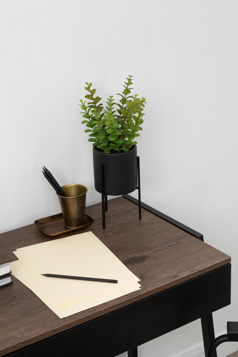 Thyme in Black Pot with Stand | Fiori