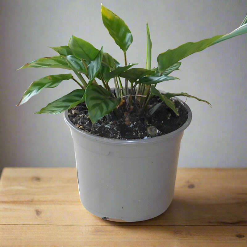 Calathea Freddie Houseplant (Peacock Plant) - Plant in Plastic Nursery Pot | Small Indoor Plants