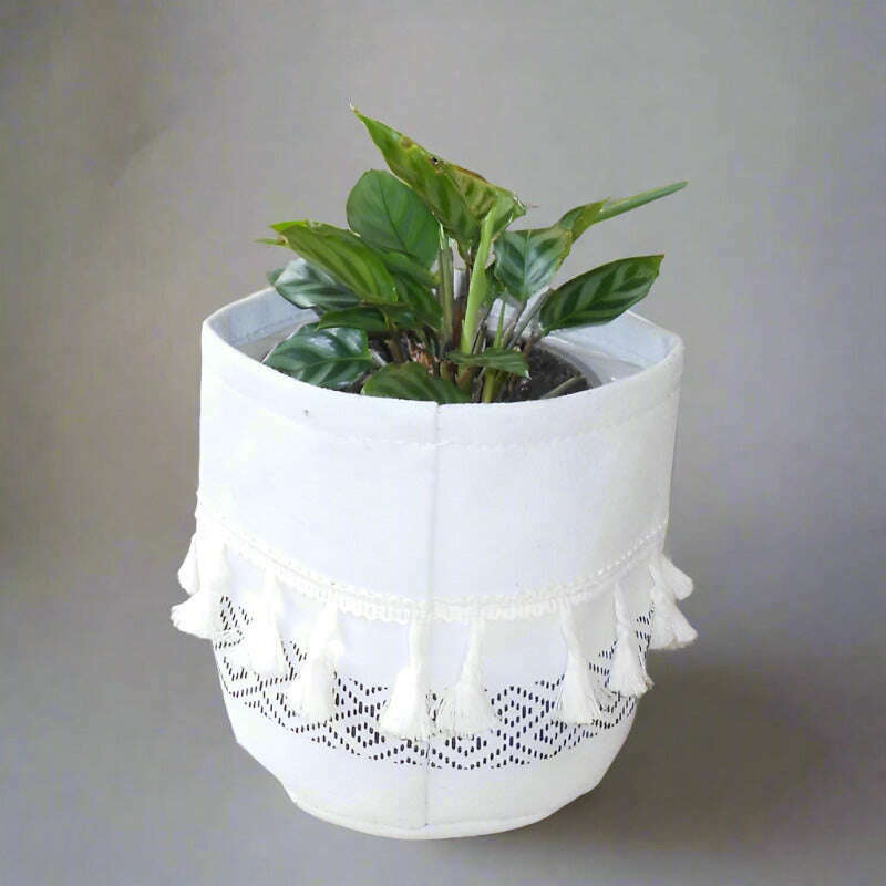 Calathea Freddie Houseplant (Peacock Plant) - Plant and Cotton Tasselled Pot Cover | Small Indoor Plants