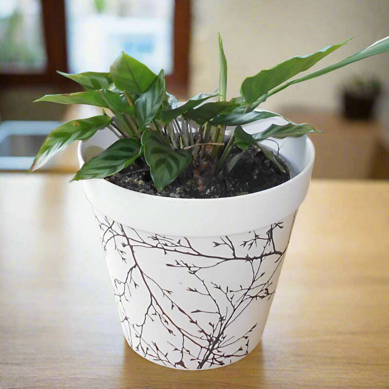 Calathea Freddie Houseplant (Peacock Plant) Small Indoor Plants