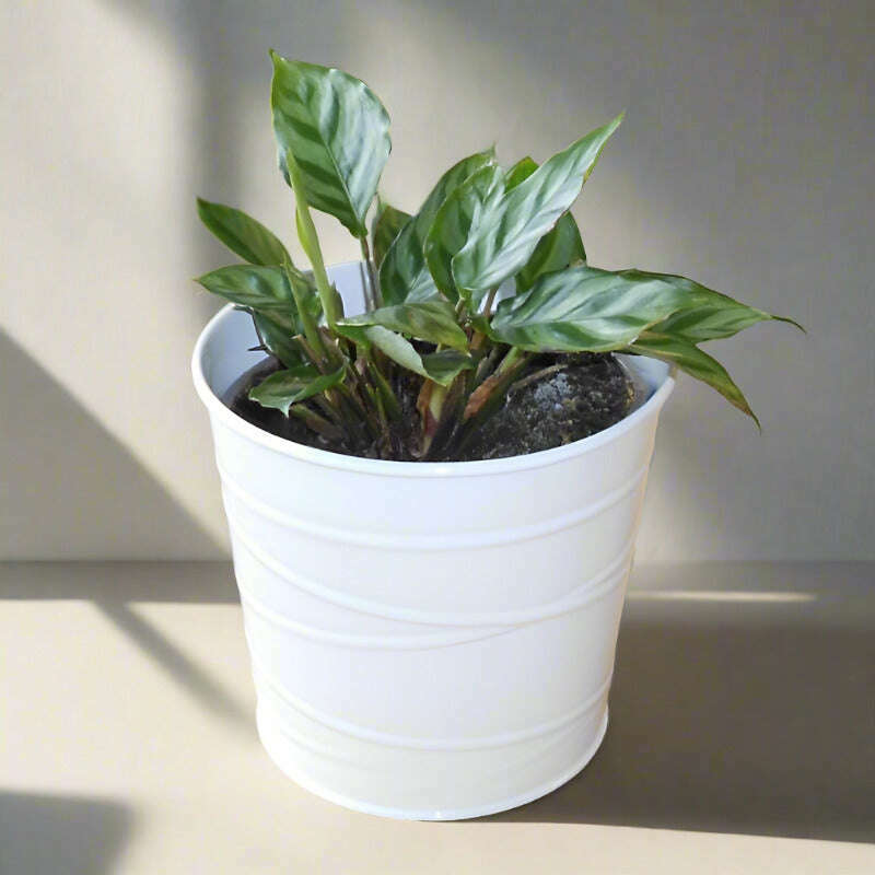 Calathea Freddie Houseplant (Peacock Plant) - Plant and White Metal Pot | Small Indoor Plants