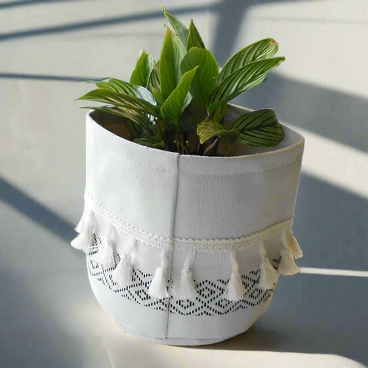 Calathea Vittata Houseplant (Pinstripe Prayer Plant) - Plant and Cotton Tasselled Pot Cover | Small Indoor Plants