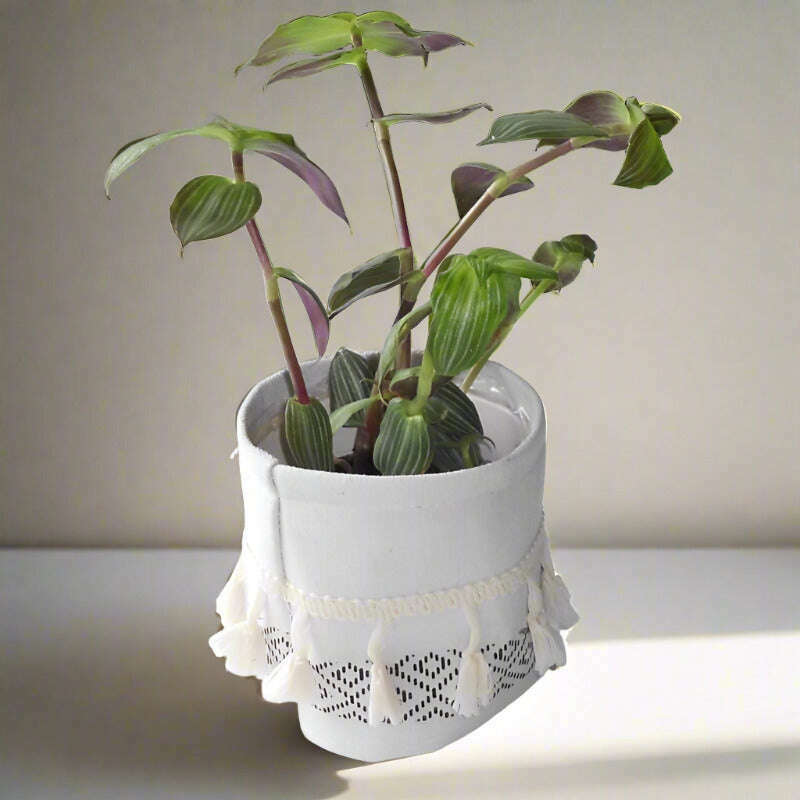 callisia-elegans-houseplant-creeping-inchplant-small-indoor-plants-aB2