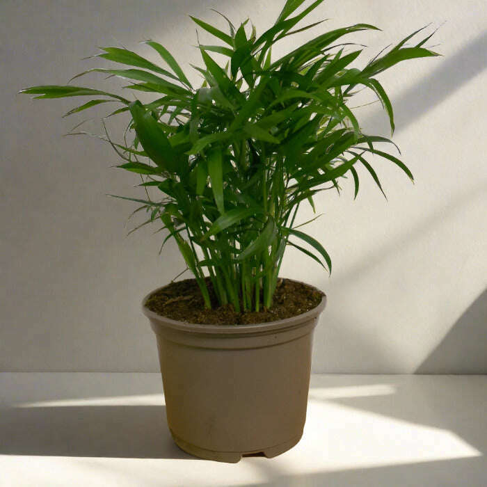 indoor small palm plants Chamaedorea Elegans Houseplant