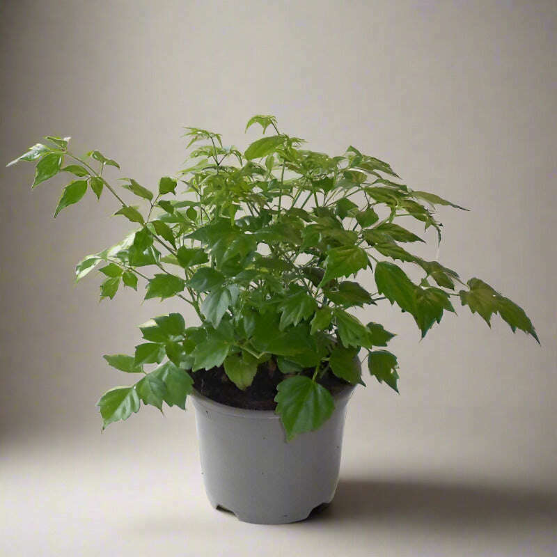 china-doll-houseplant-radermachera-small-indoor-plants-PMS