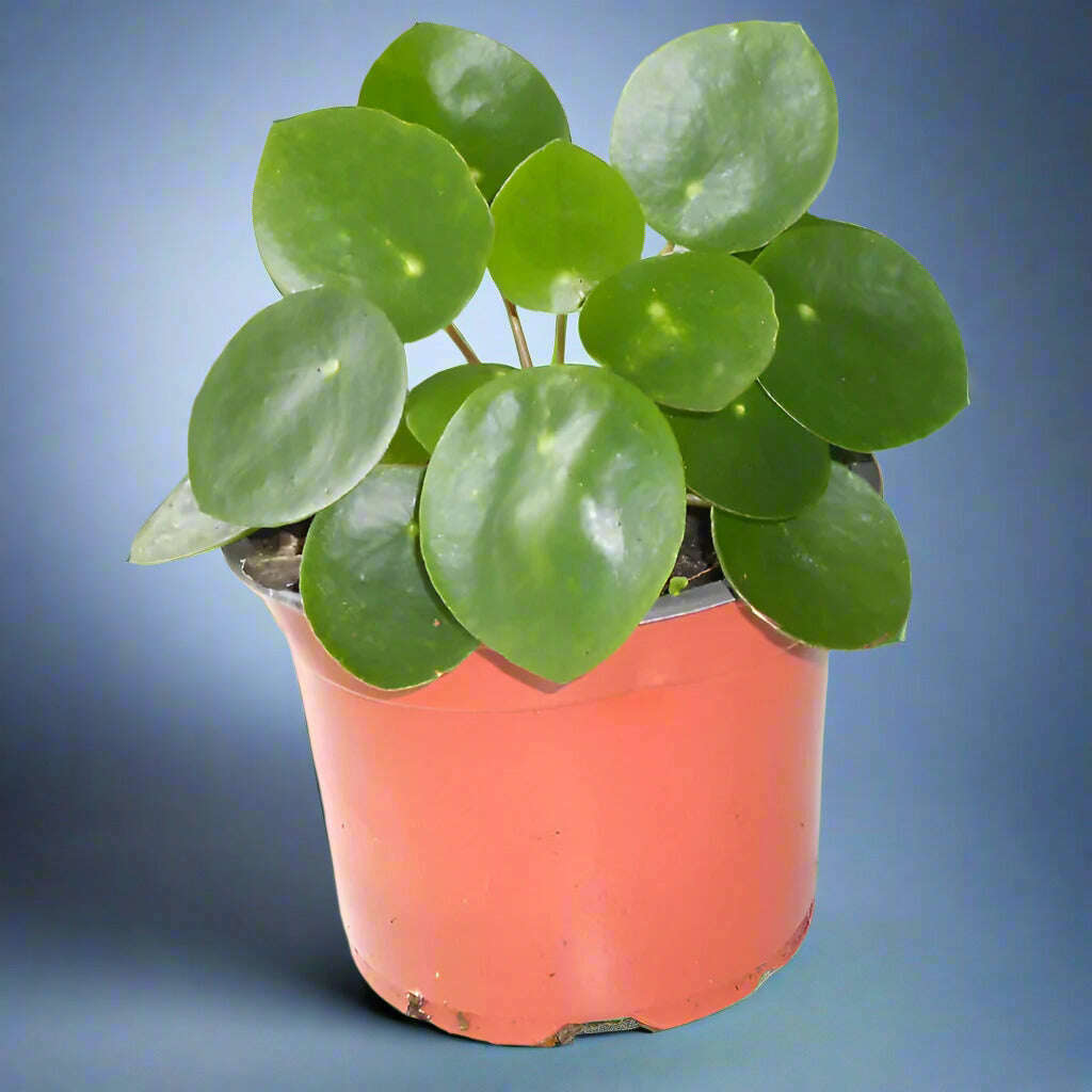 chinese-money-plant-pilea-peperomioides-houseplant-small-indoor-plants-OOE